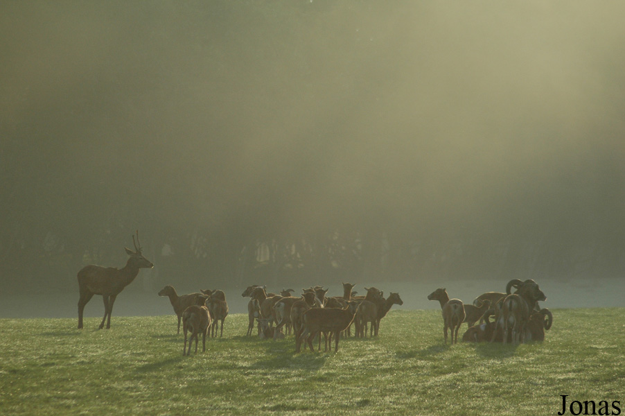 Cervus elaphus hippelaphus