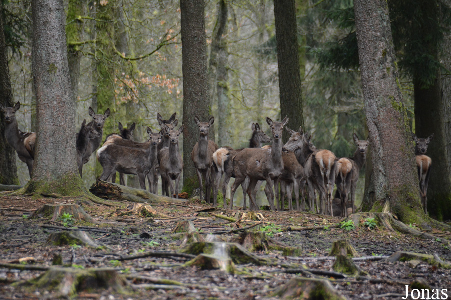 Cervus elaphus hippelaphus