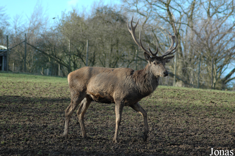 Cervus elaphus hippelaphus
