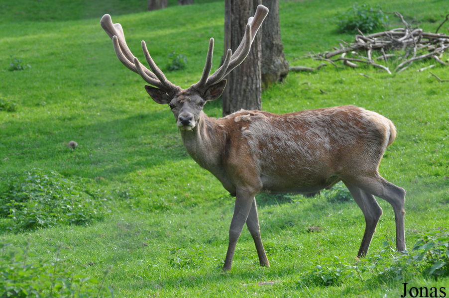 Cervus elaphus hippelaphus