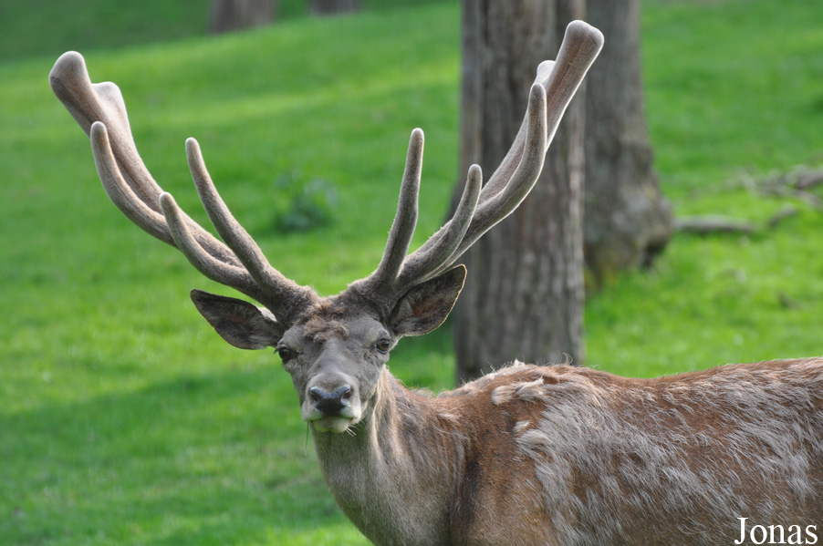 Cervus elaphus hippelaphus
