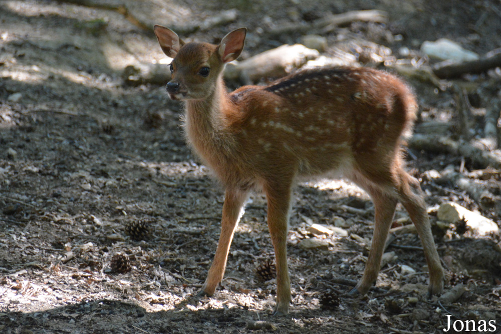 Cervus nippon