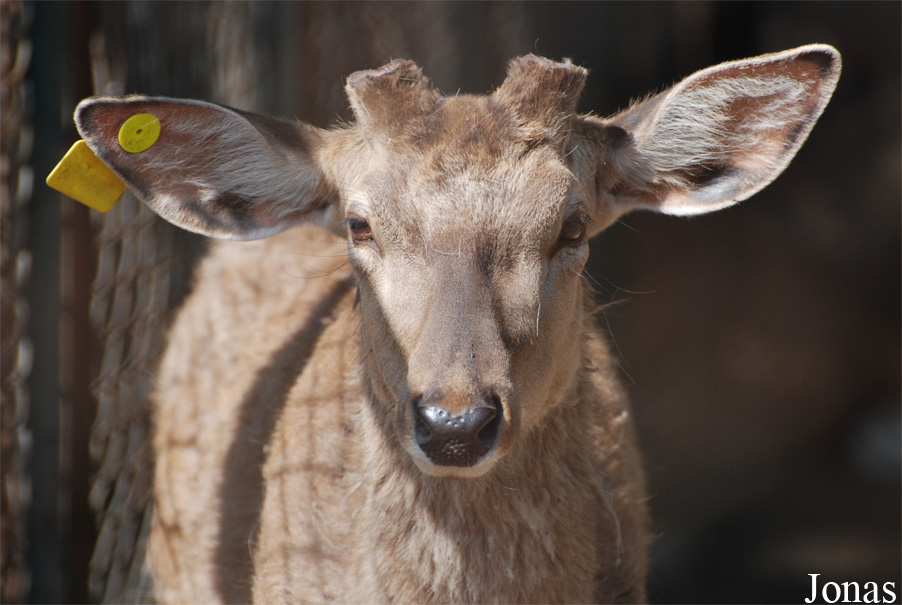 Cervus nippon