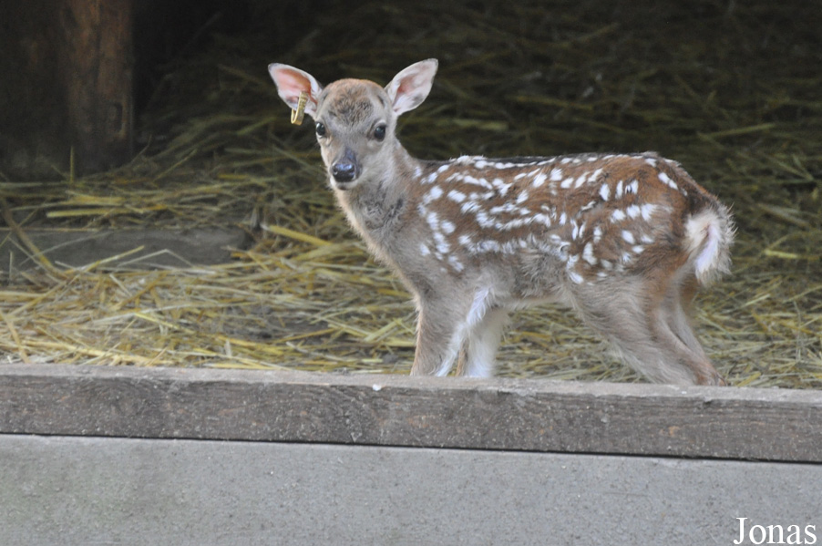 Cervus nippon