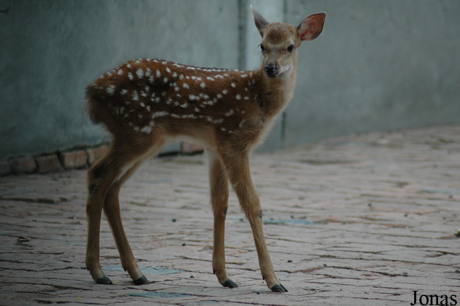 Cervus nippon