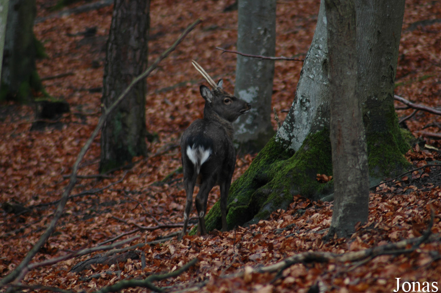 Cervus nippon