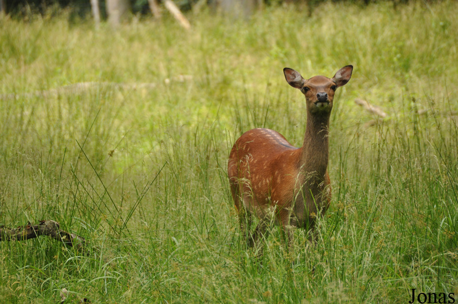 Cervus nippon
