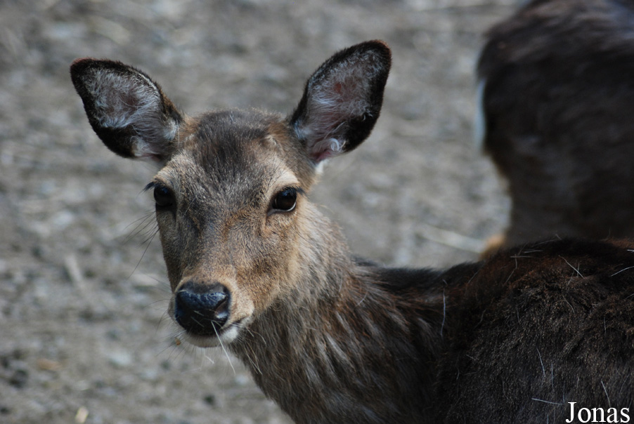 Cervus nippon
