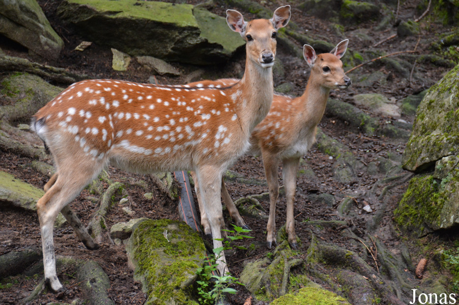 Cervus nippon dybowskii