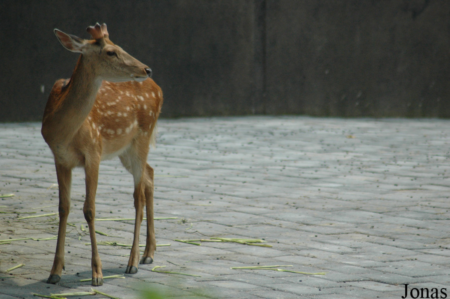 Cervus nippon hortulorum