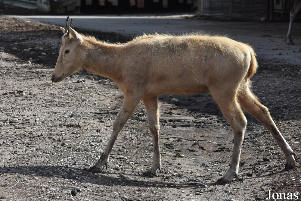 Elaphurus davidianus