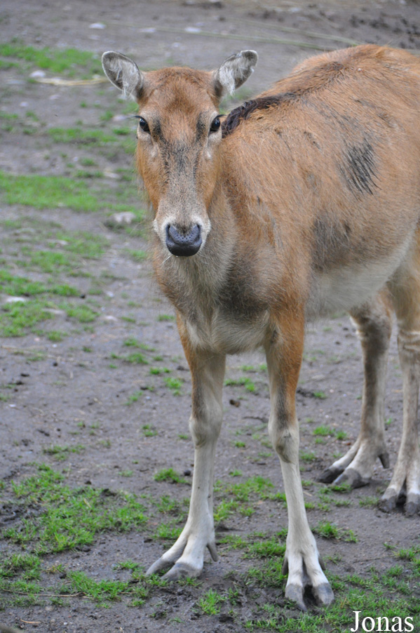 Elaphurus davidianus