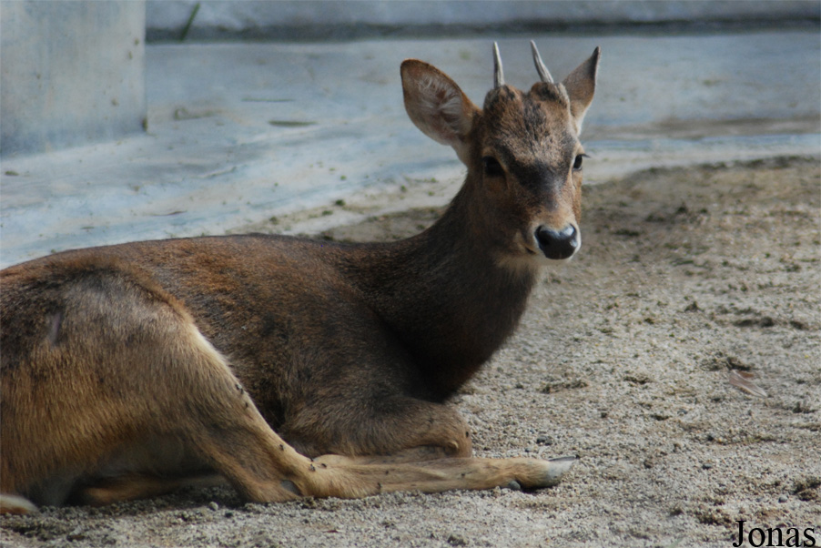Rucervus eldii siamensis