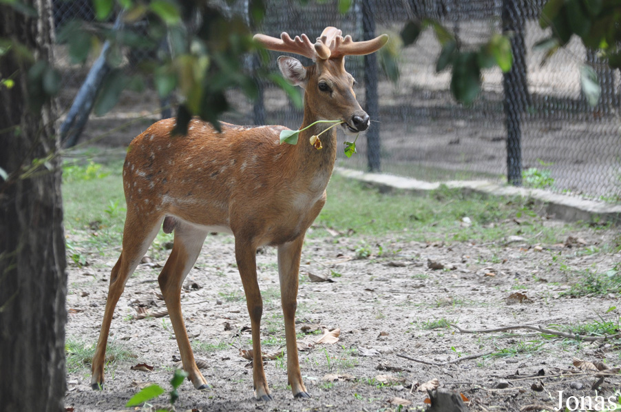 Rucervus eldii siamensis