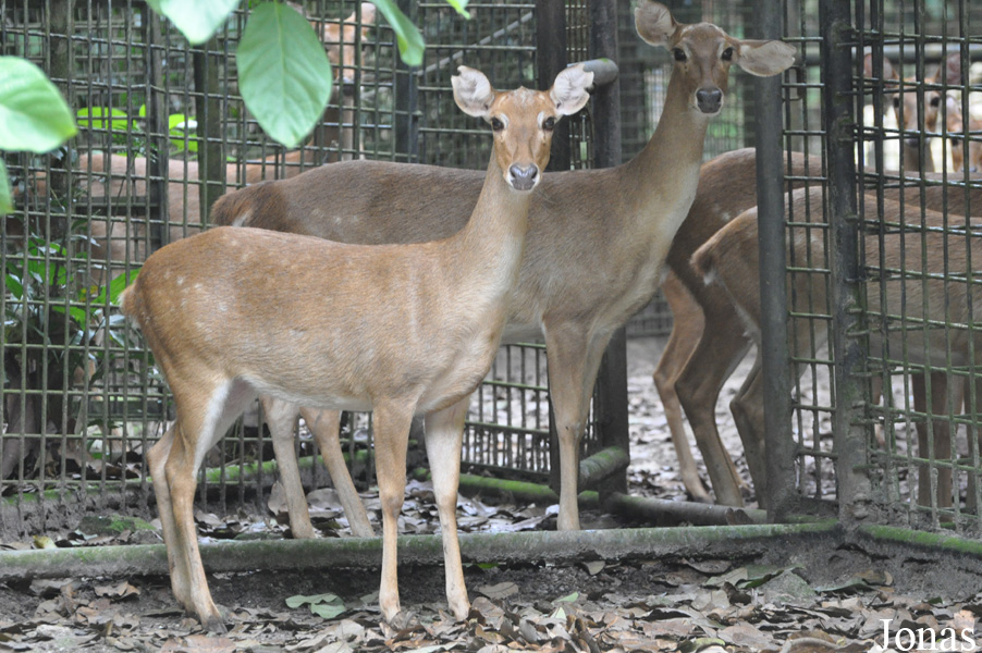 Rucervus eldii thamin