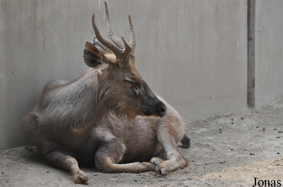 Rusa unicolor