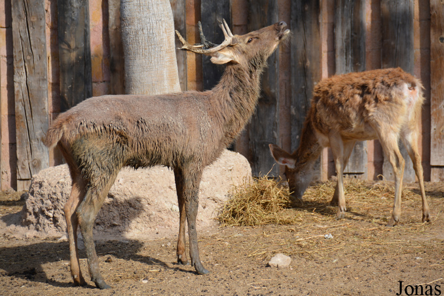 Rusa unicolor