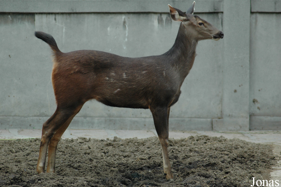 Rusa unicolor