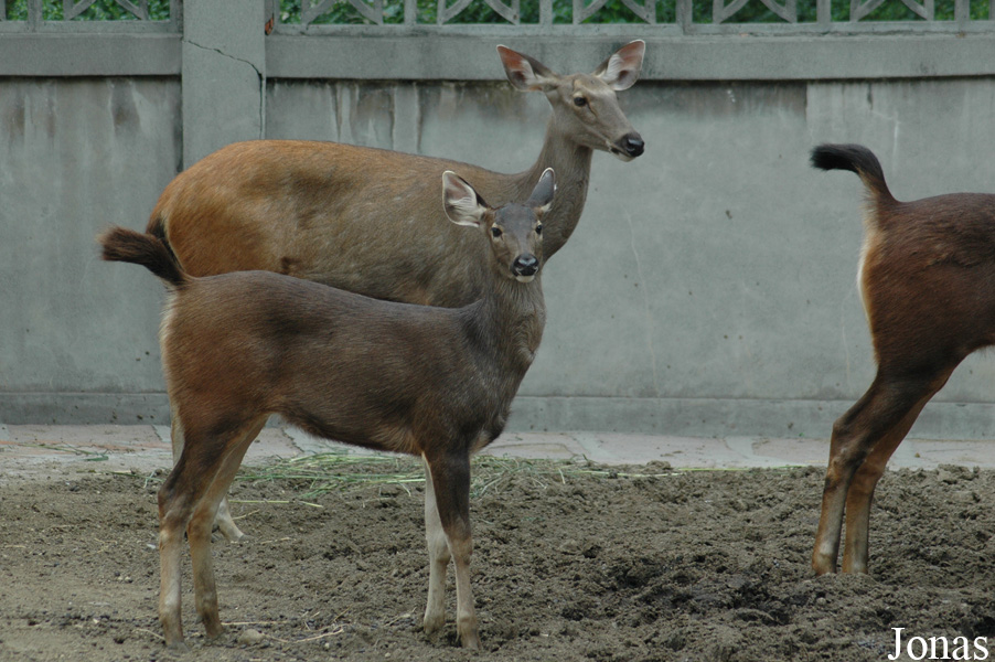 Rusa unicolor