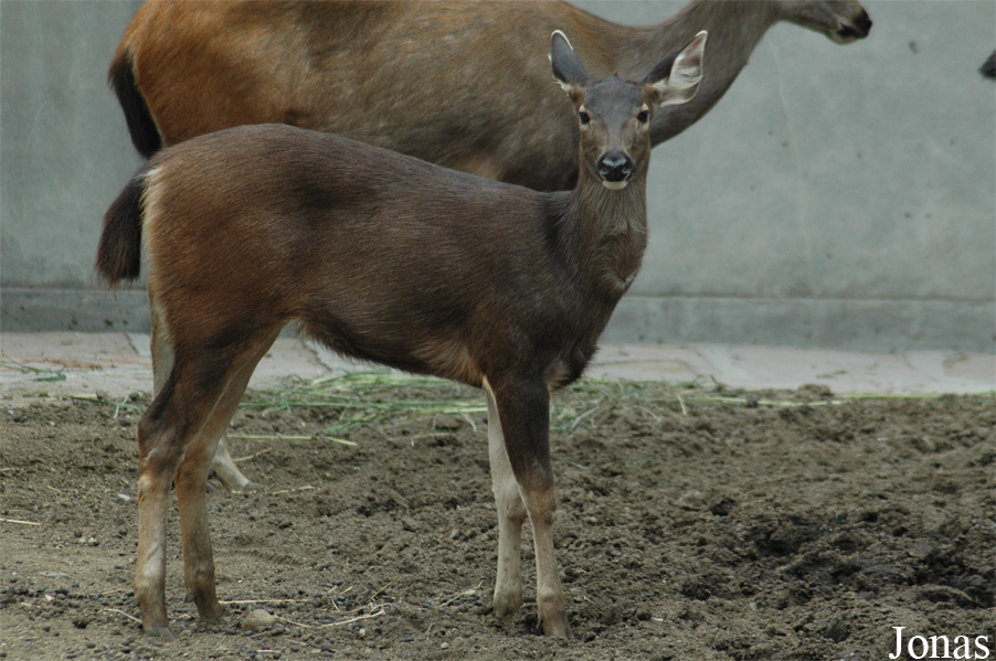Rusa unicolor