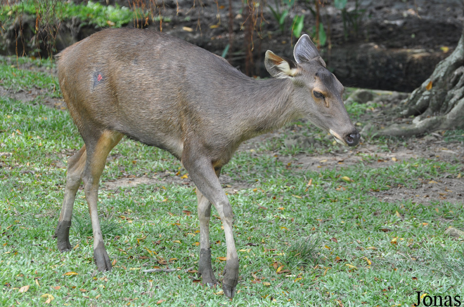 Rusa unicolor