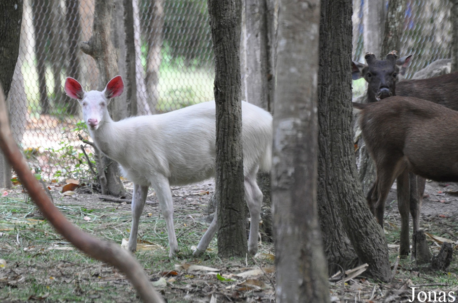 Rusa unicolor cambojensis