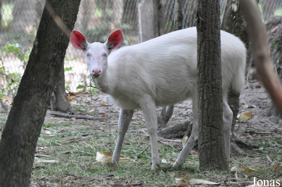 Rusa unicolor cambojensis