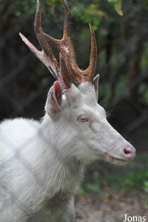Rusa unicolor cambojensis