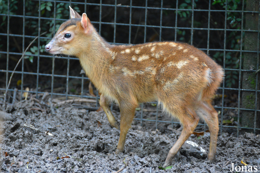 Muntiacus reevesi