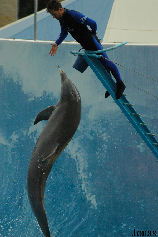 Tursiops truncatus