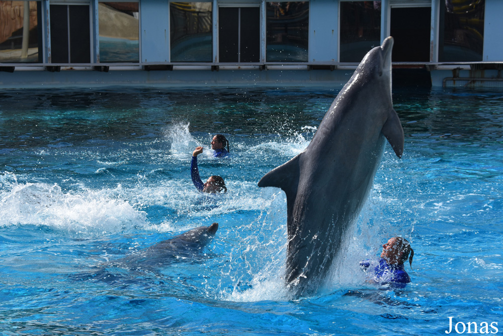 Tursiops truncatus