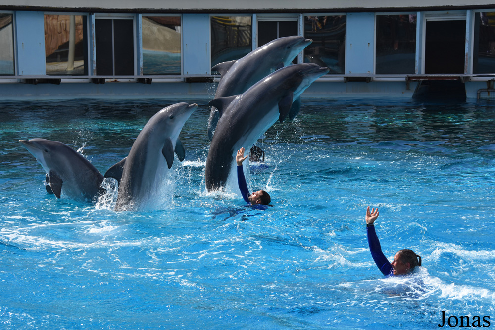 Tursiops truncatus