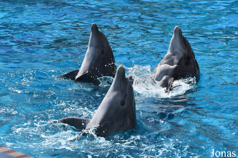 Tursiops truncatus