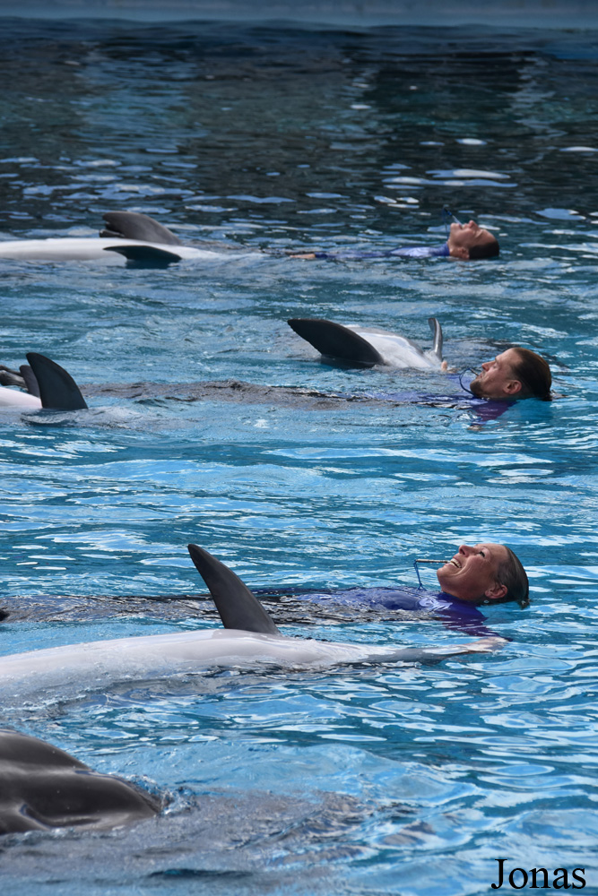 Tursiops truncatus