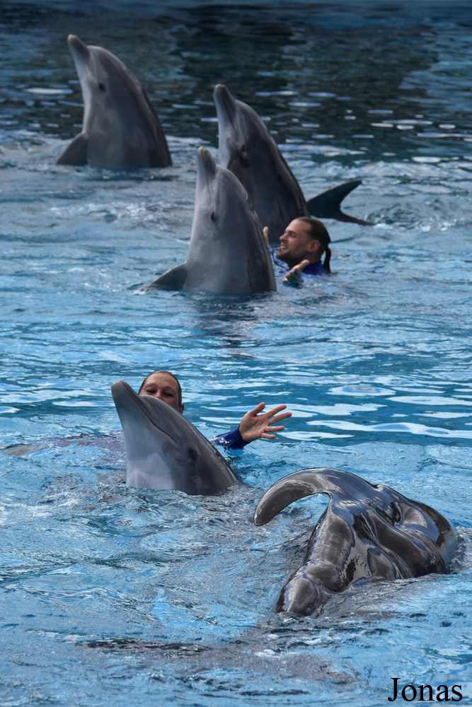 Tursiops truncatus