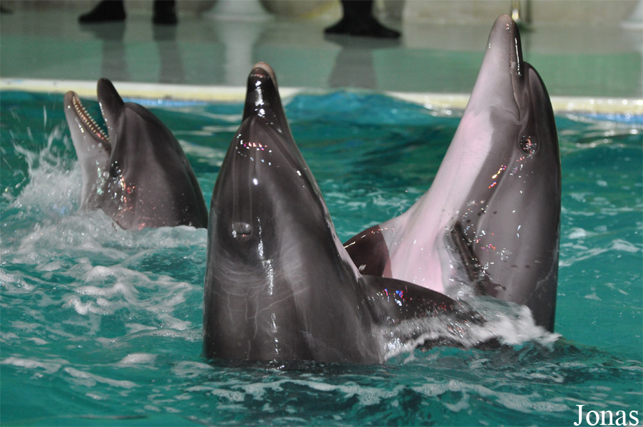 Tursiops truncatus ponticus