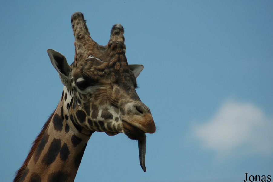 Giraffa camelopardalis