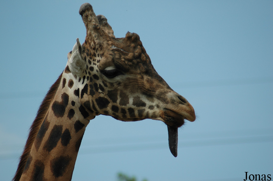 Giraffa camelopardalis