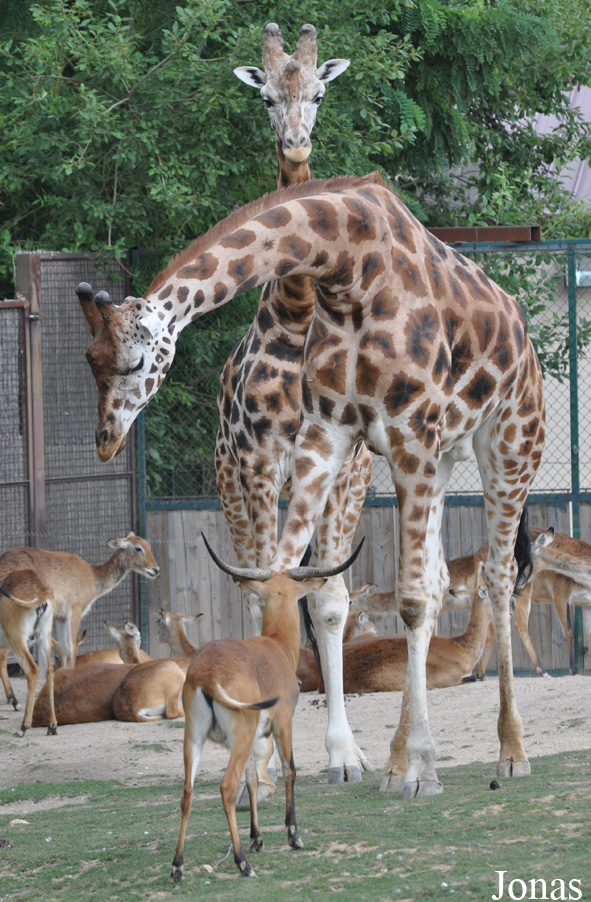 Giraffa camelopardalis