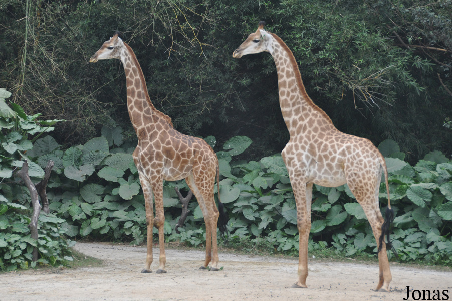 Giraffa camelopardalis