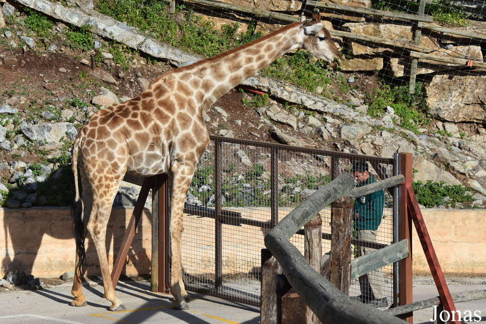 Giraffa camelopardalis angolensis