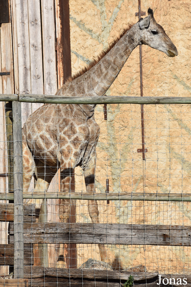 Giraffa camelopardalis angolensis