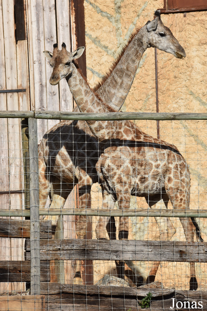 Giraffa camelopardalis angolensis