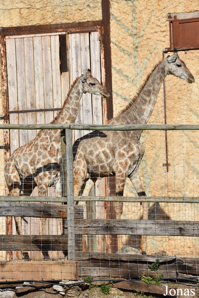 Giraffa camelopardalis angolensis