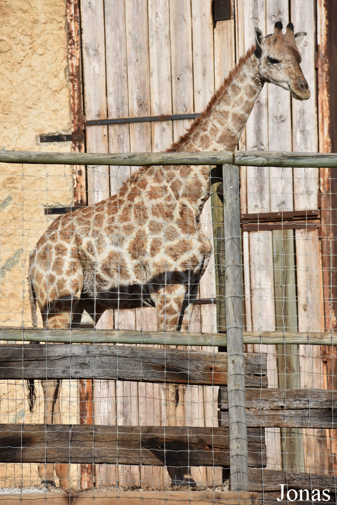 Giraffa camelopardalis angolensis