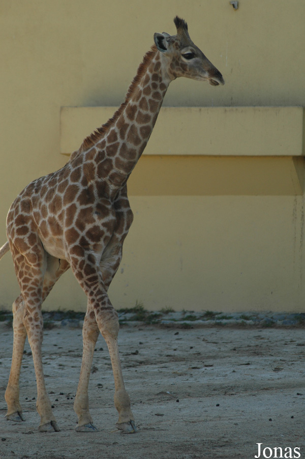 Giraffa camelopardalis angolensis