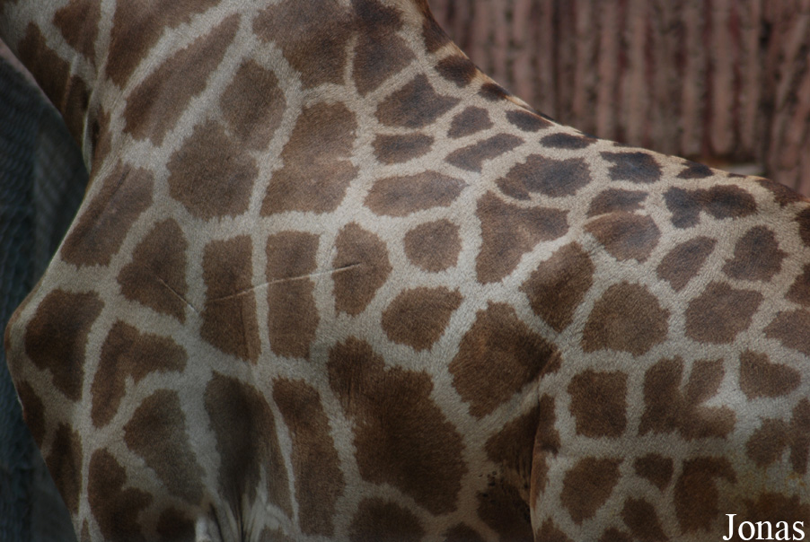 Giraffa camelopardalis angolensis