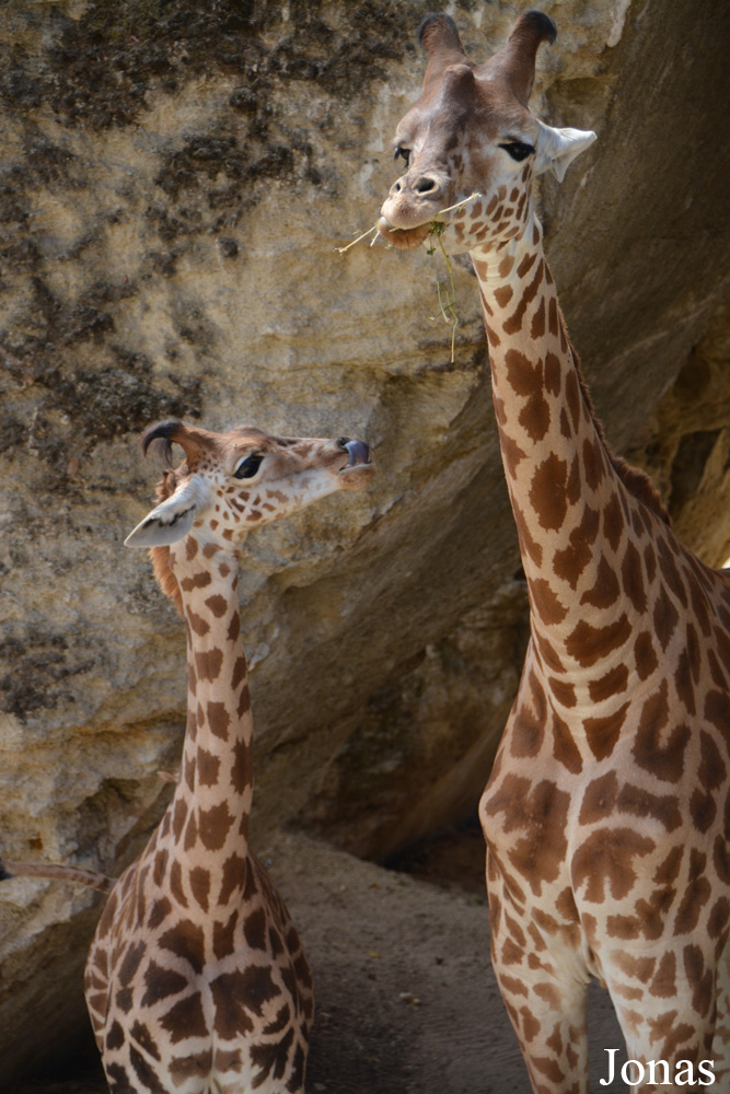 Giraffa camelopardalis antiquorum