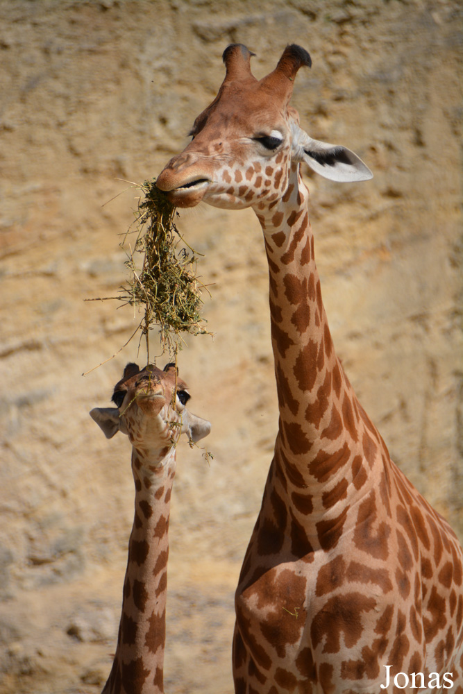 Giraffa camelopardalis antiquorum