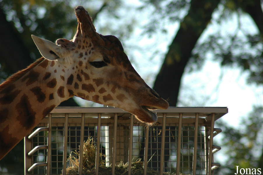 Giraffa camelopardalis antiquorum